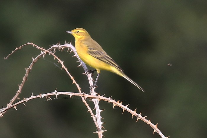 Yellow Wagtail