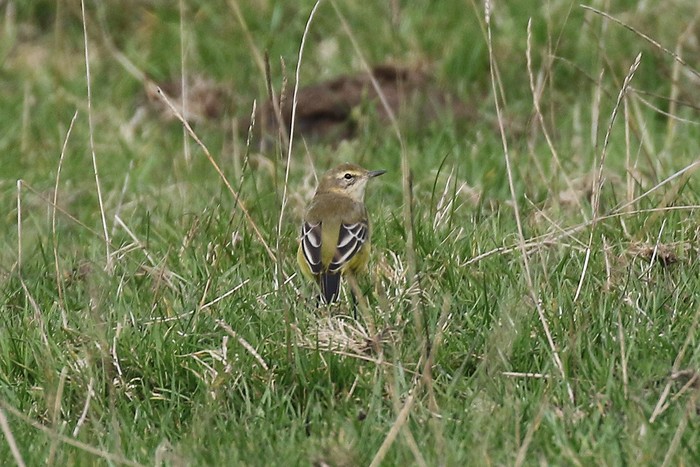 Yellow Wagtail