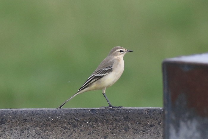Yellow Wagtail