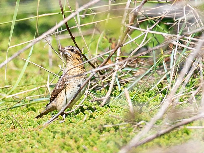 Wryneck