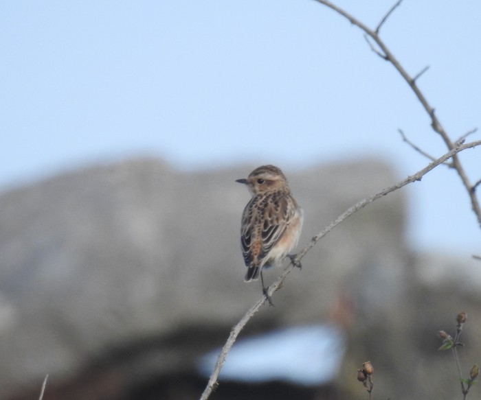 Whinchat