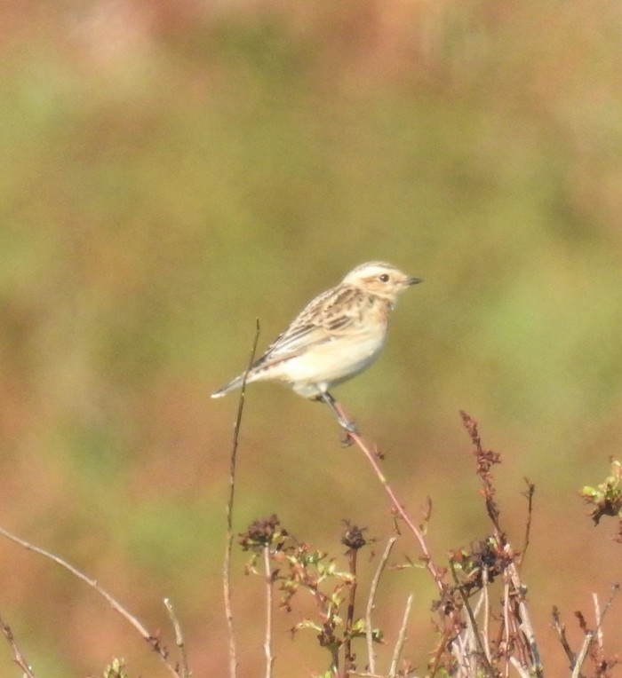 Whinchat
