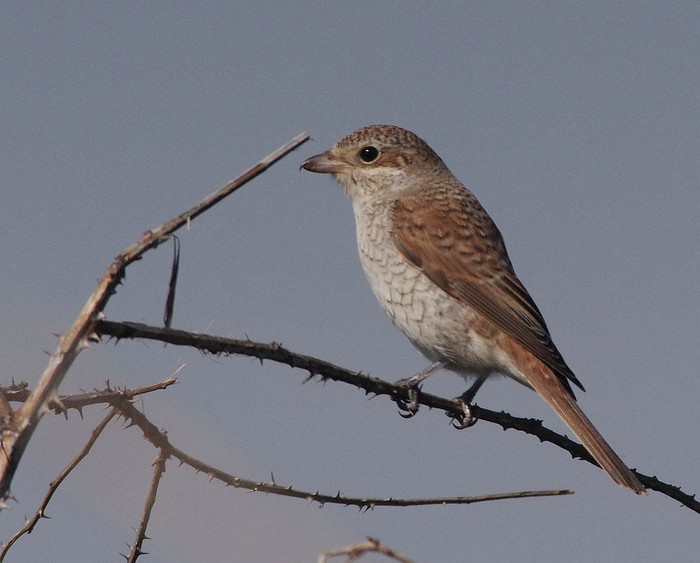Red-backed Shrike