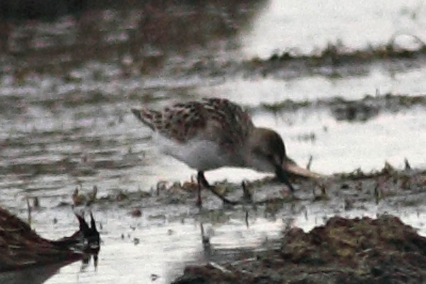 Semipalmated Sandpiper