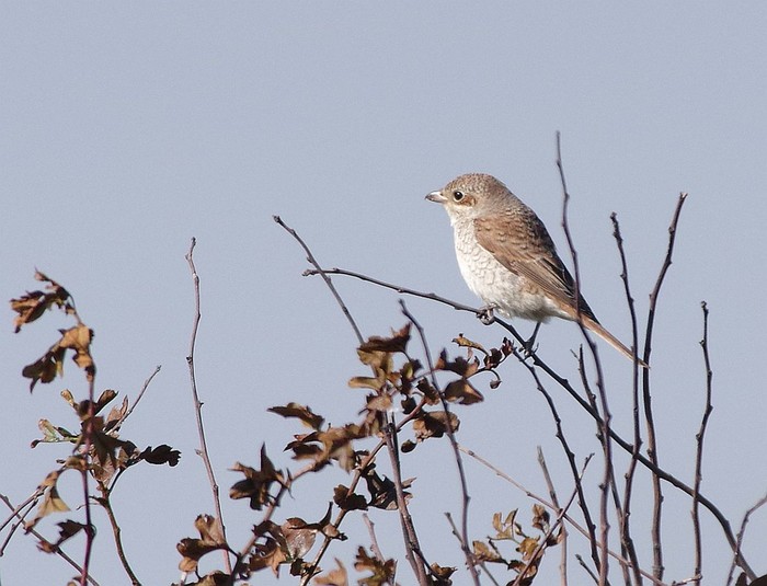 Red-backed Shrike