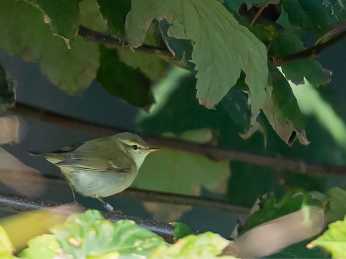 Greenish Warbler