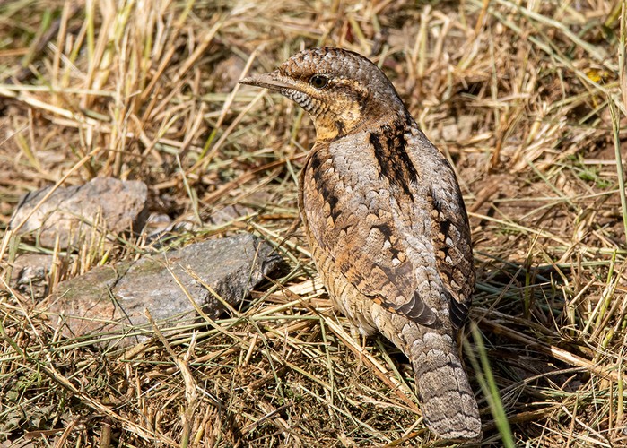 Wryneck