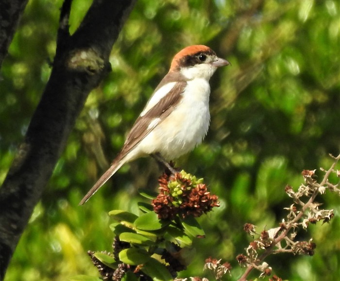 Woodchat Shrike