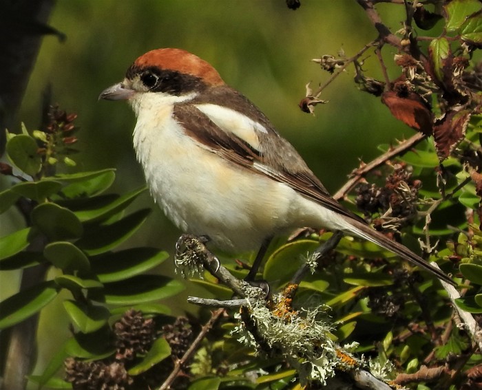 Woodchat Shrike