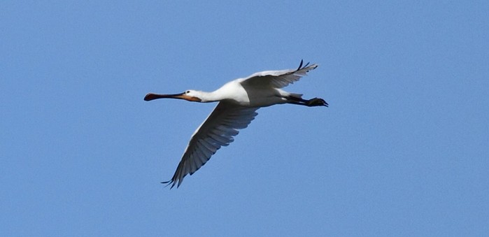 Spoonbill