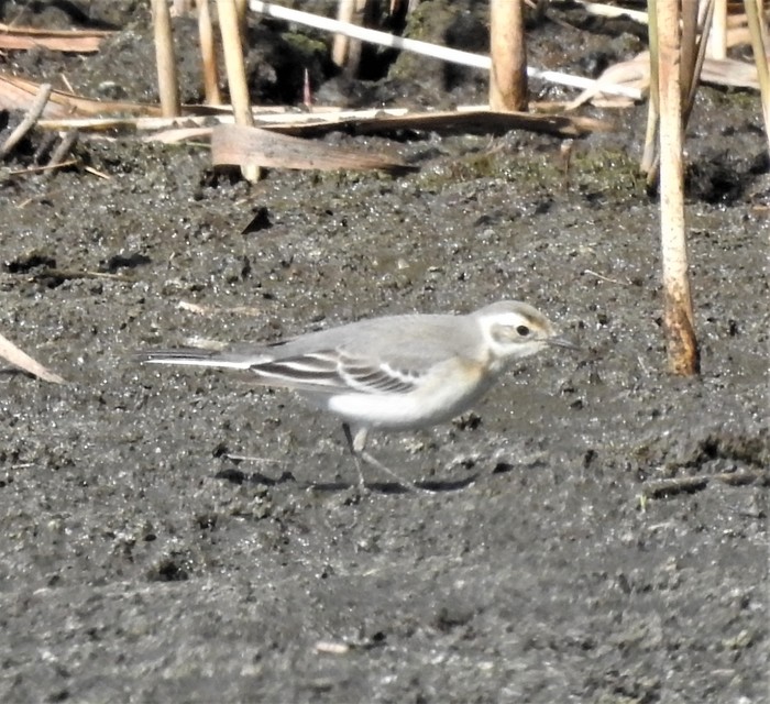Citrine Wagtail