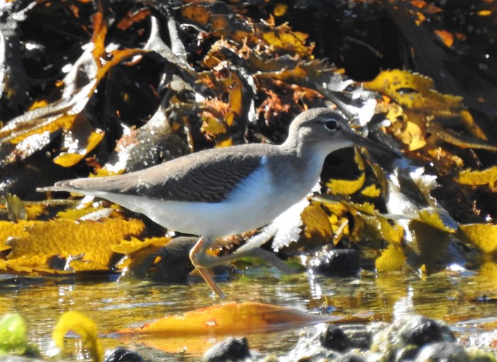 Spotted Sandpiper