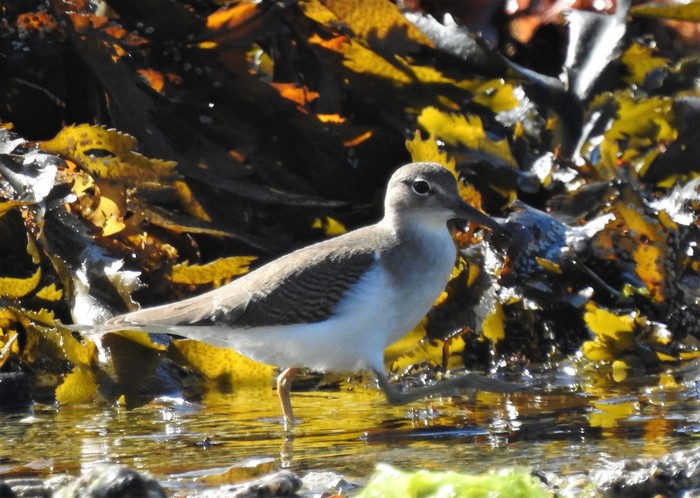 Spotted Sandpiper