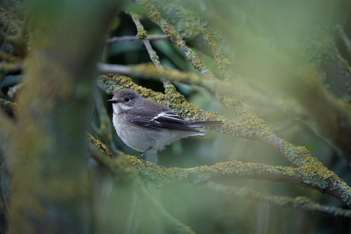 Pied Flycatcher