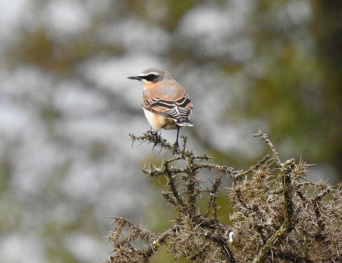 Wheatear