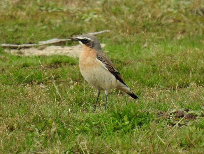 Wheatear