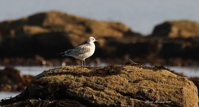 Mediterranean Gull
