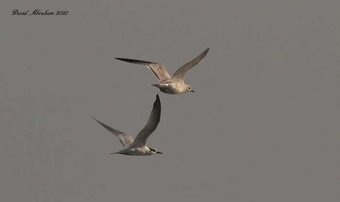 Mediterranean Gull 