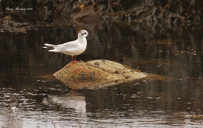 Little Gull