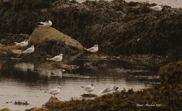 Little Gull