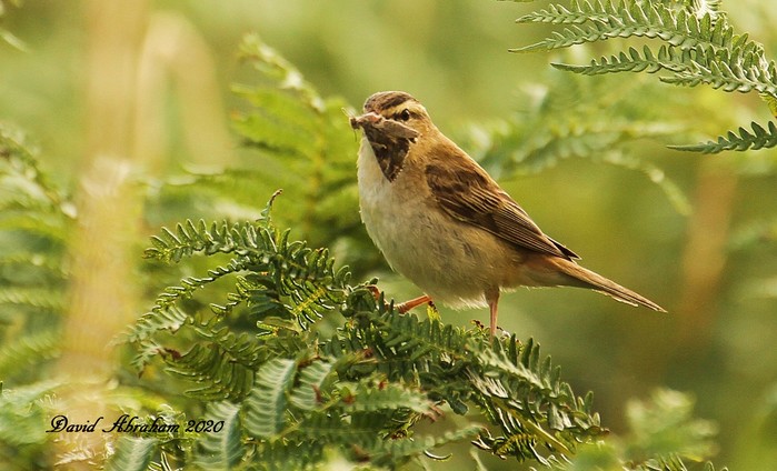 Sedge Warbler