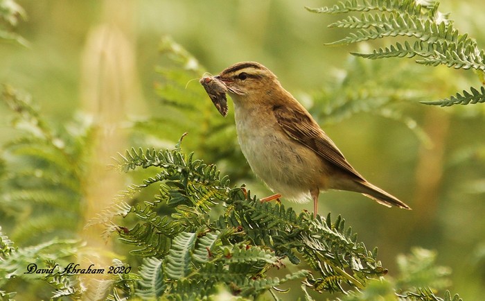 Sedge Warbler