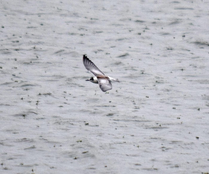 White-winged Black Tern
