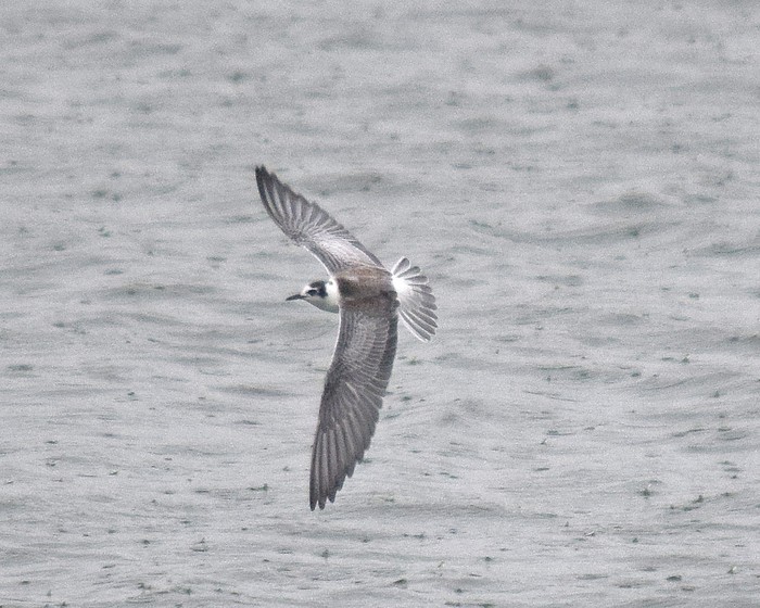 White-winged Black Tern