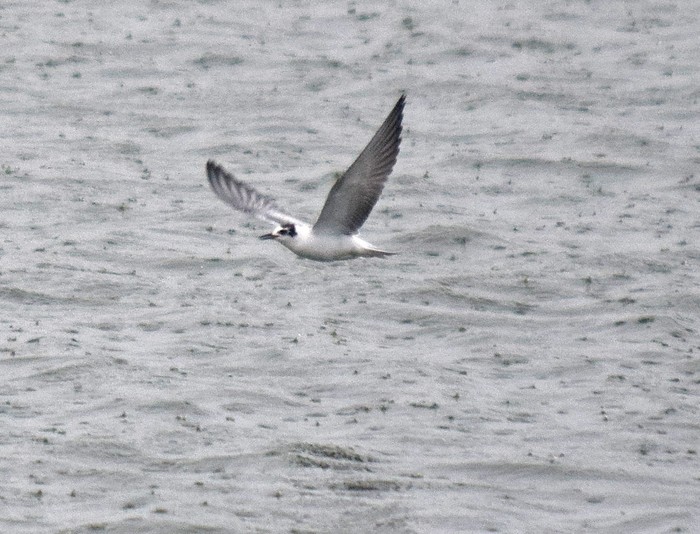 White-winged Black Tern