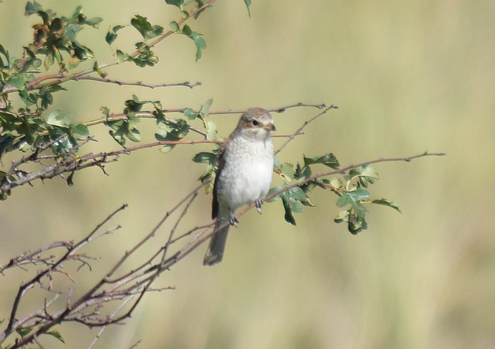 Red-backed Shrike