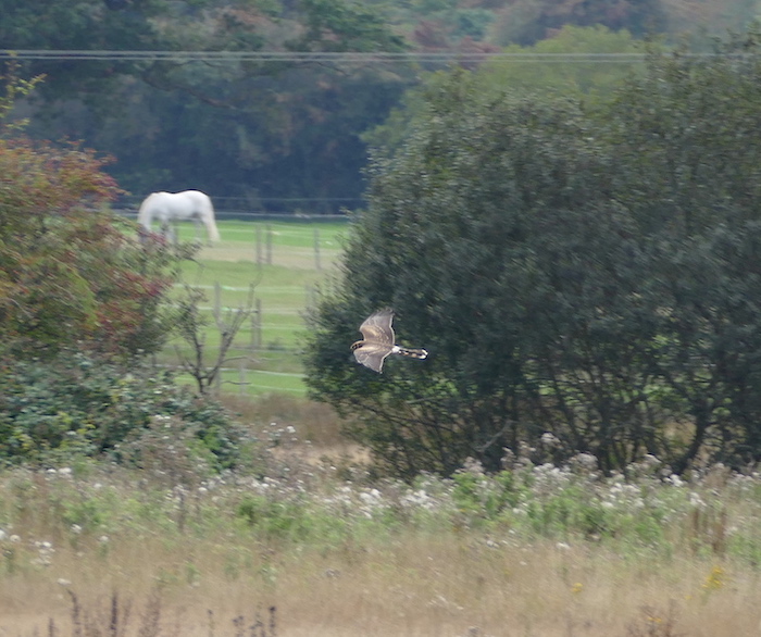 Pallid Harrier