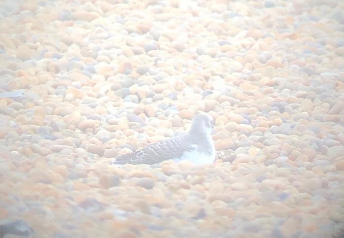 Sabine's Gull