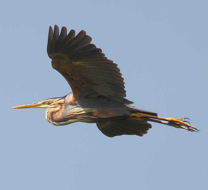 Purple Heron