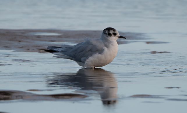 Little Gull