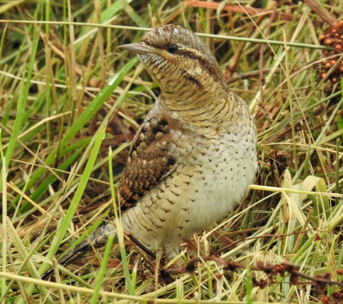 Wryneck