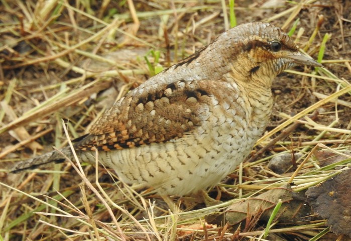 Wryneck