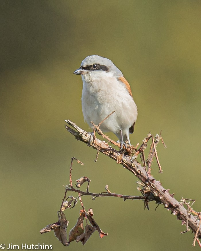 Red-backed Shrike