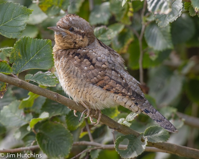 Wryneck