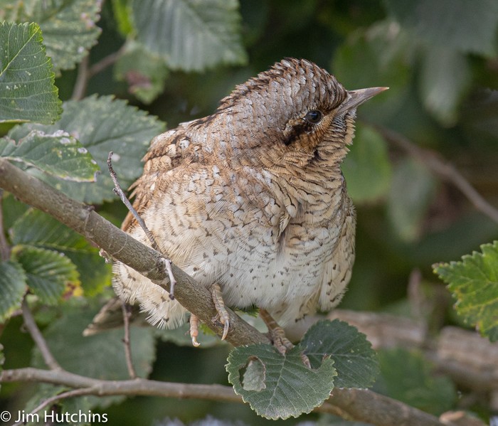 Wryneck