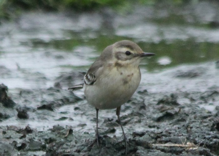 Citrine Wagtail