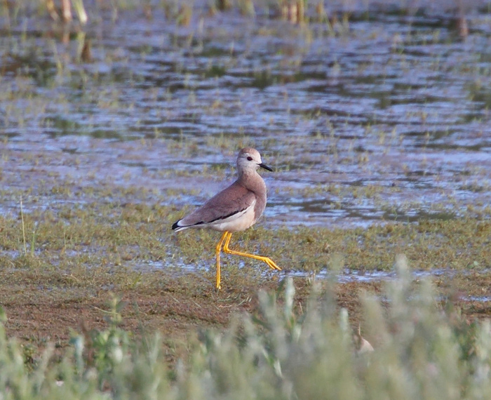 White-tailed Plover