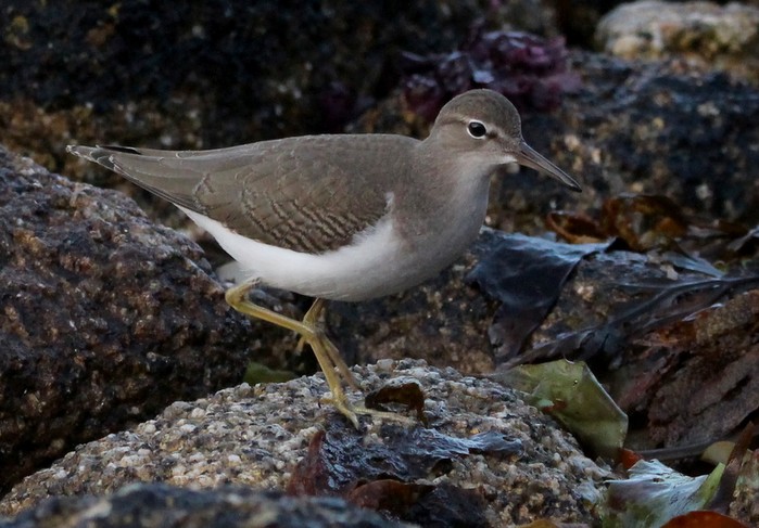 Spotted Sandpiper