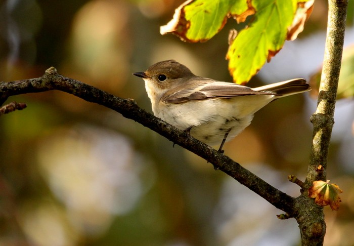 Pied Flycatcher