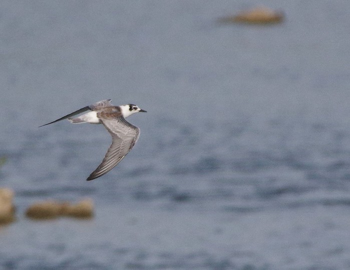 White-winged Black Tern
