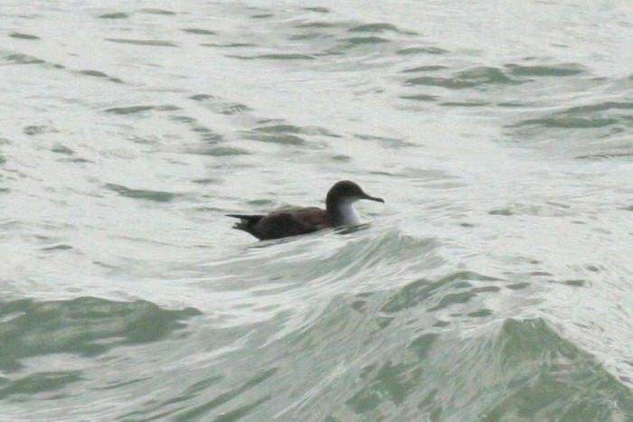 Balearic Shearwater