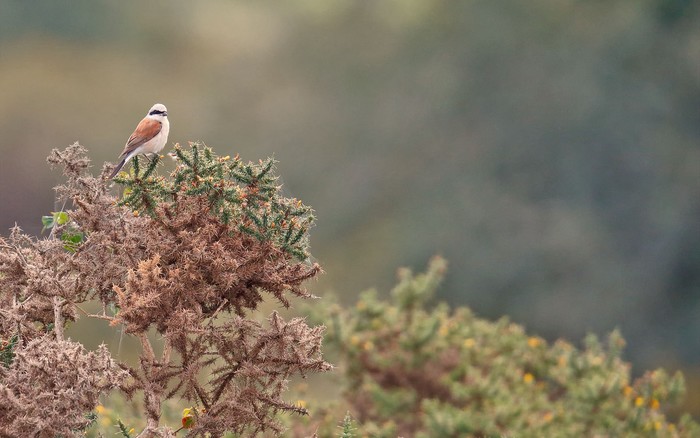 Red-backed Shrike