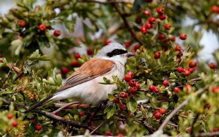 Red-backed Shrike