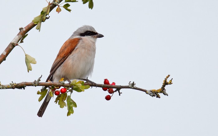 Red-backed Shrike