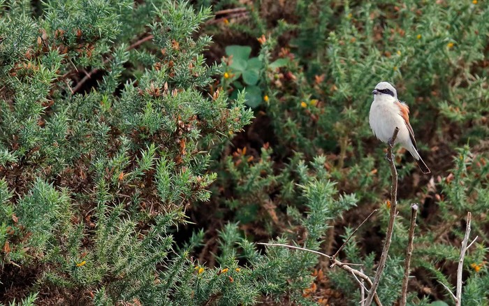 Red-backed Shrike