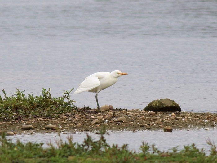 Cattle Egret